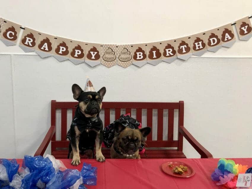 How to Have an Indoor Dog Park Party for Your Pup Dog Friendly Travel