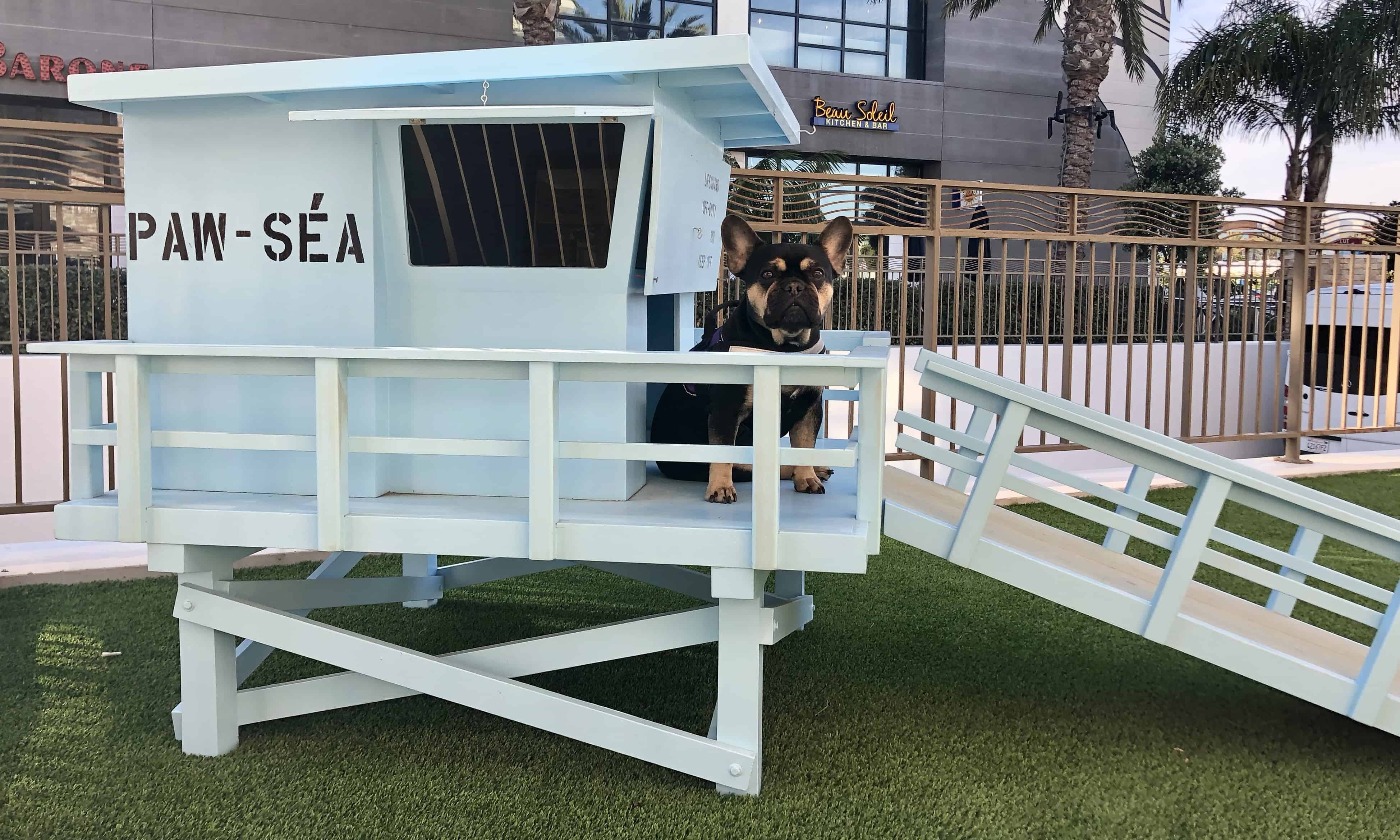 Huntington Beach for Dogs DOG FRIENDLY TRAVEL