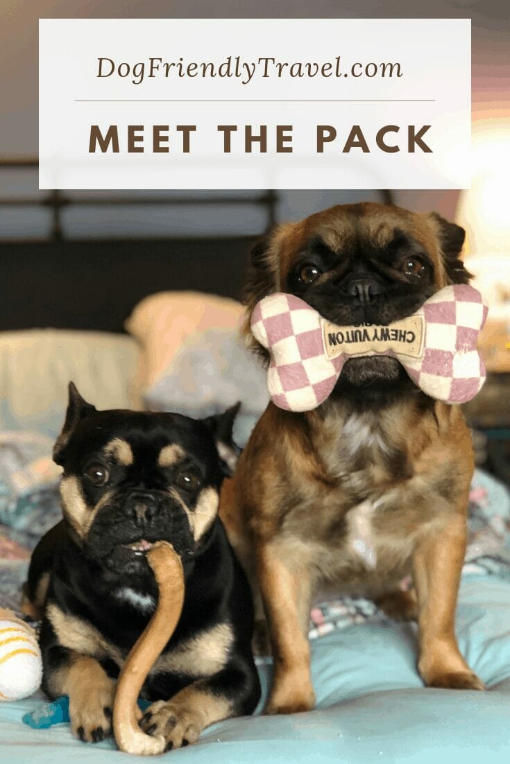 Meet the Dog Friendly Travel Blog Pack DOG FRIENDLY TRAVEL