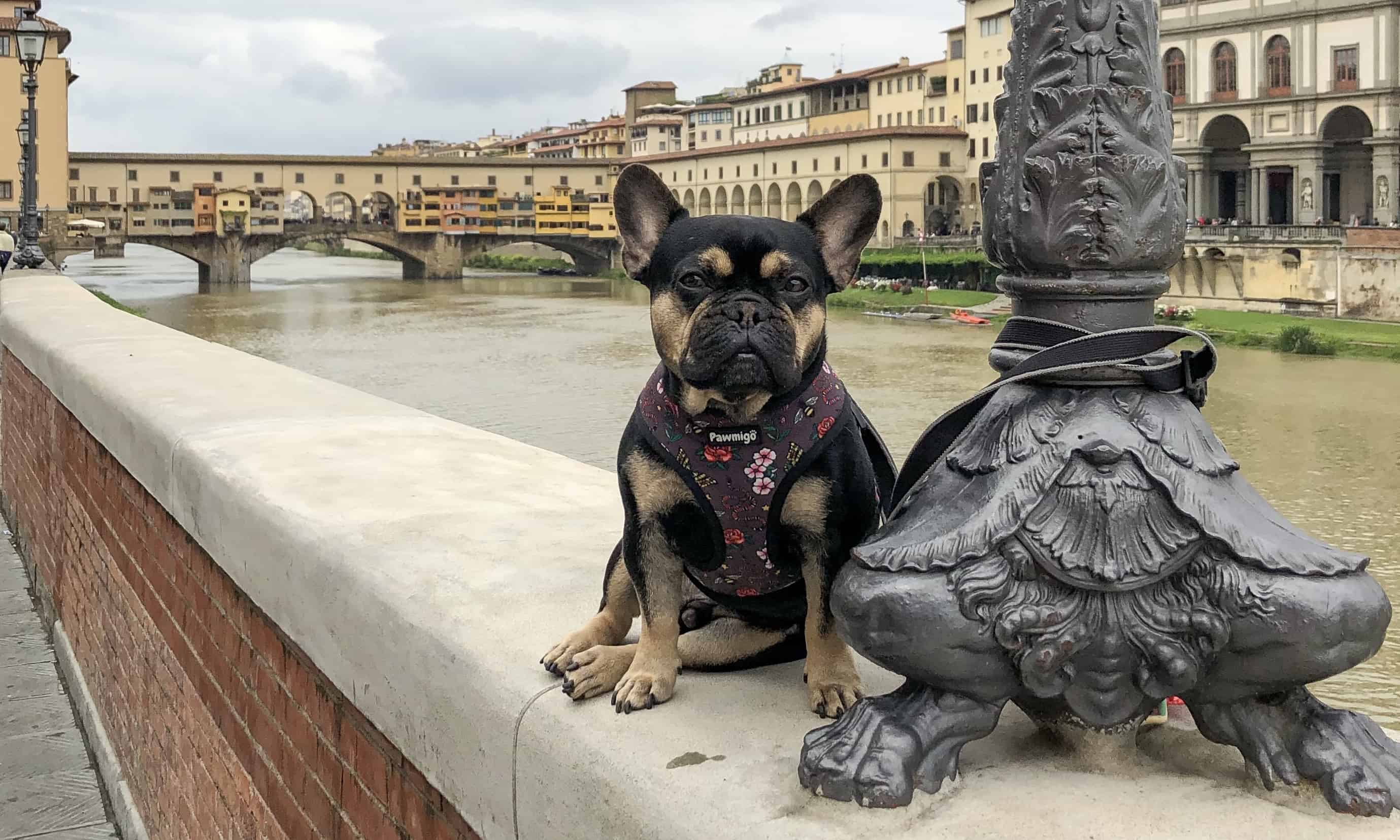 Dog Friendly Florence, Italy DOG FRIENDLY TRAVEL
