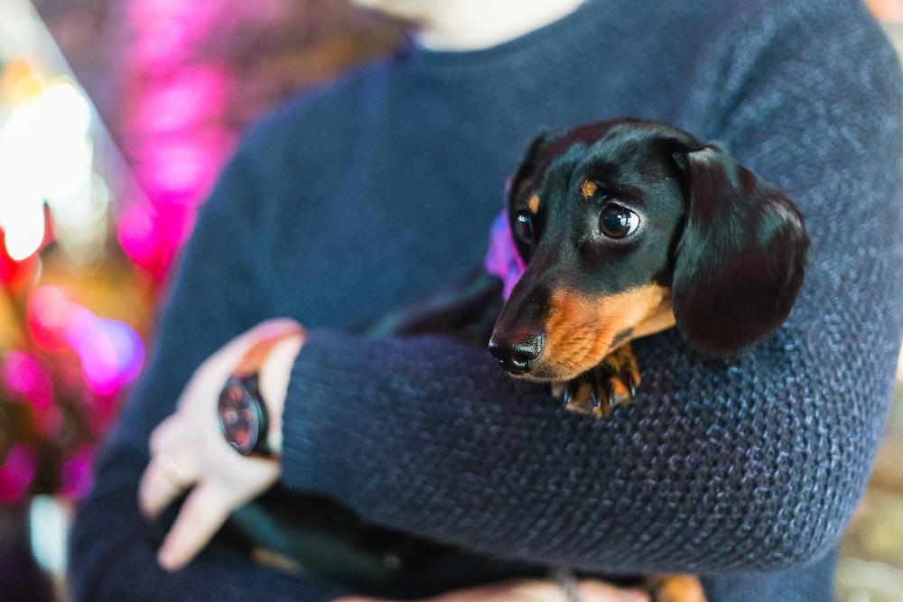 Admiral Pet Insurance Dog Furiendly