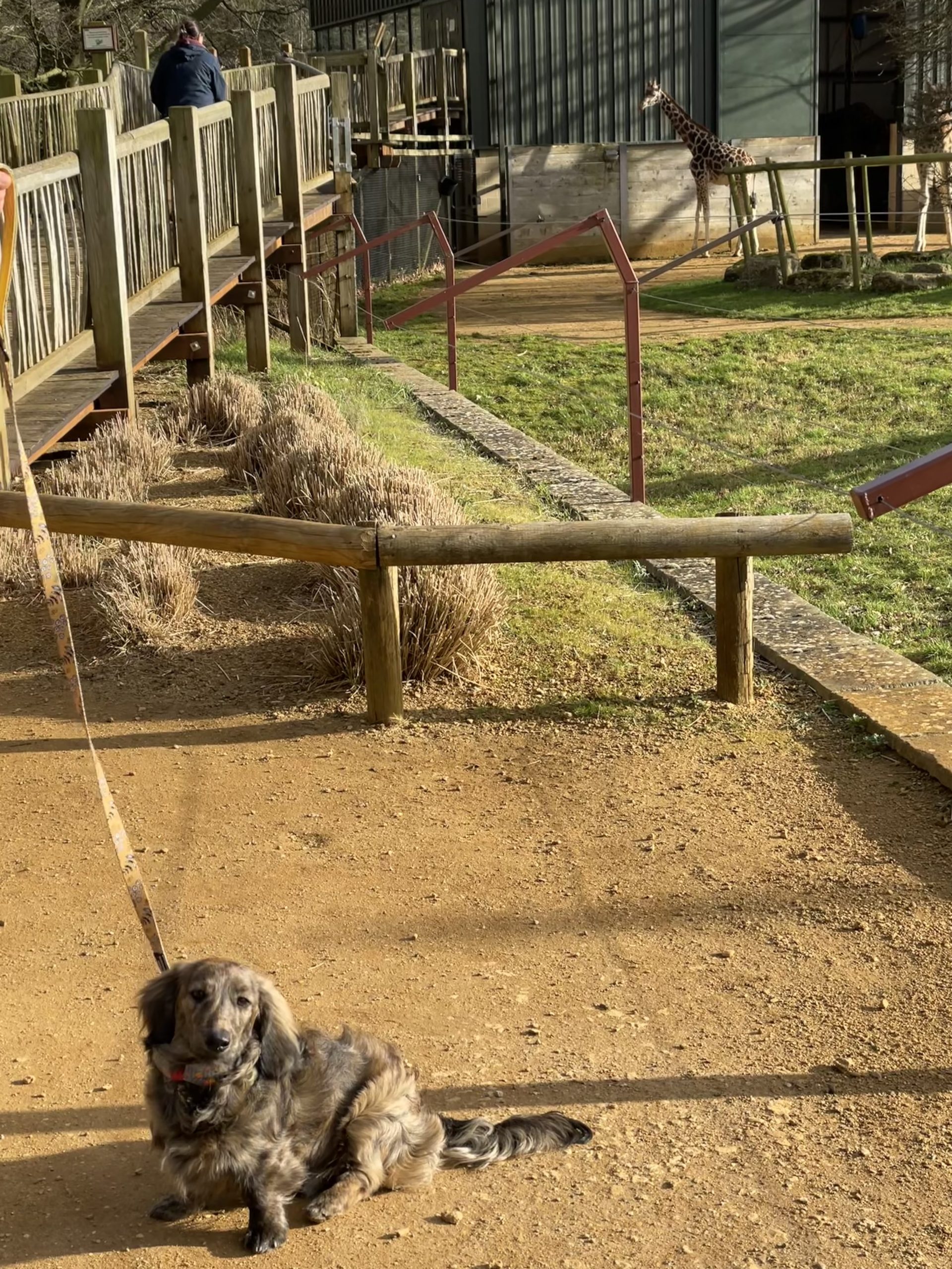 Is Cotswold Farm Park Dog Friendly