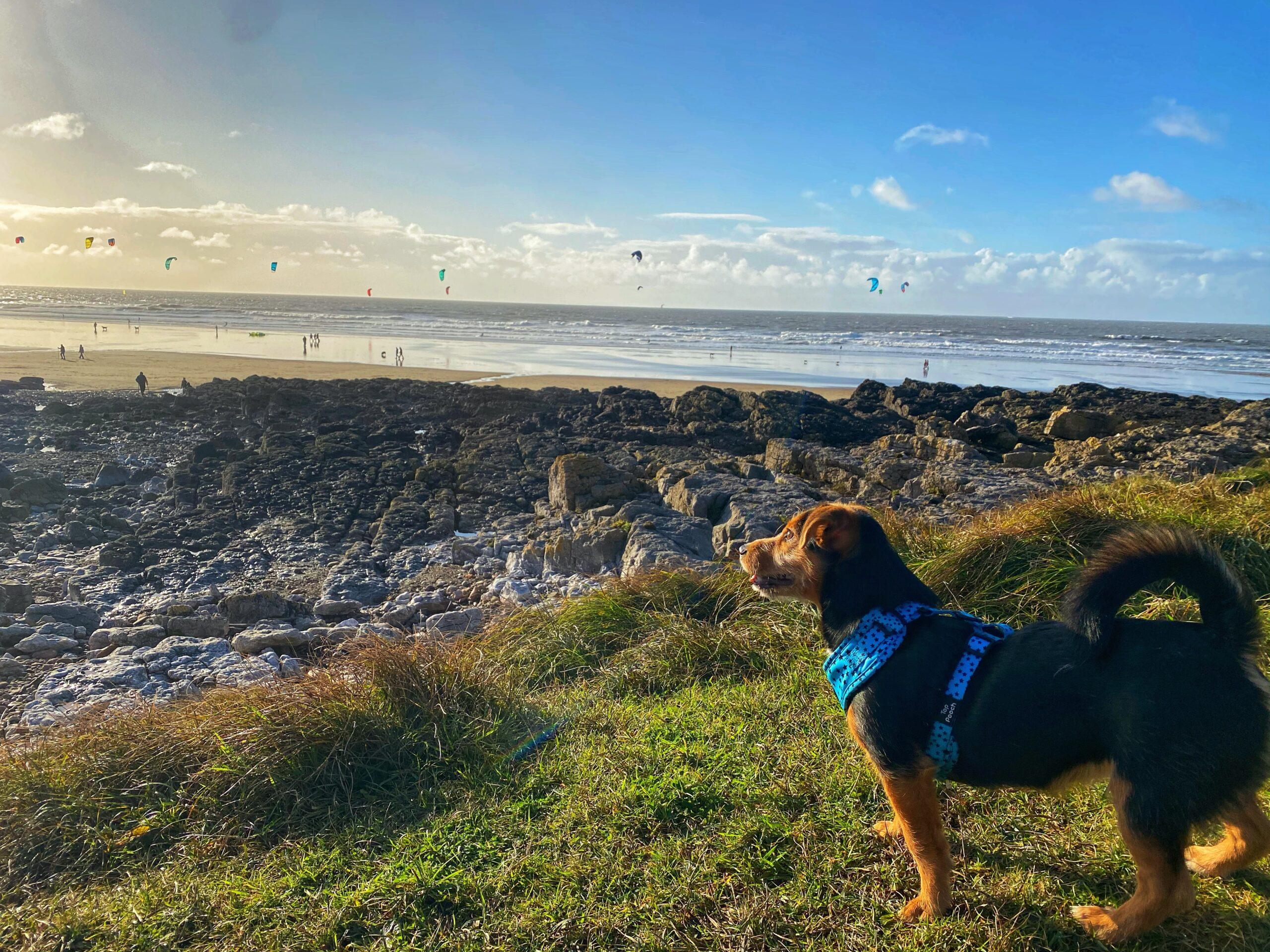 When Can Dogs Go On The Beach In Porthcawl