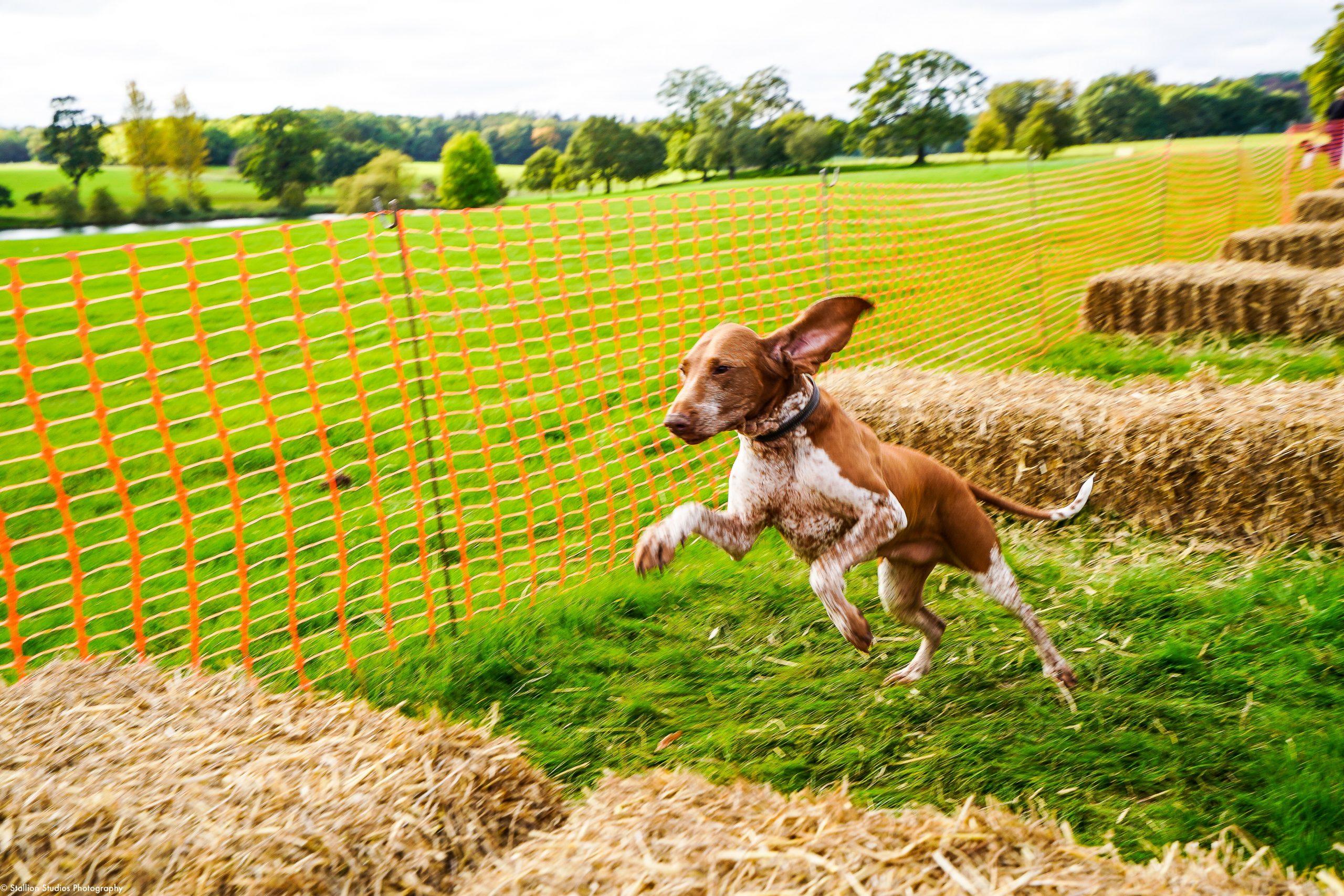 We're Joining The Big Dog Walk As An Official Media Partner