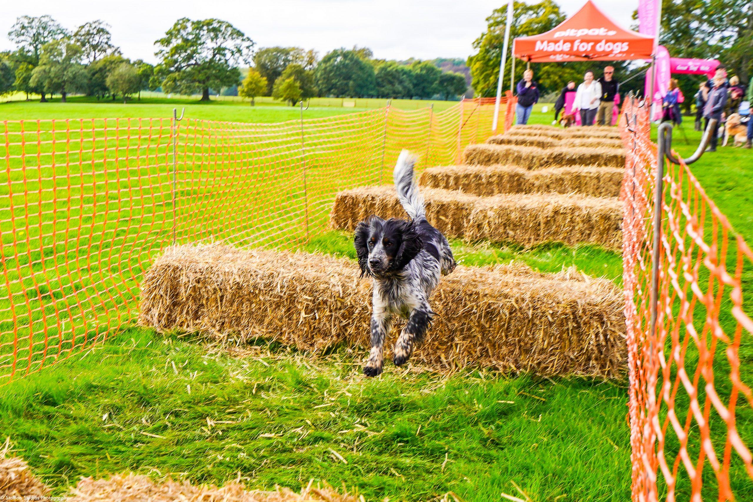 We're Joining The Big Dog Walk As An Official Media Partner