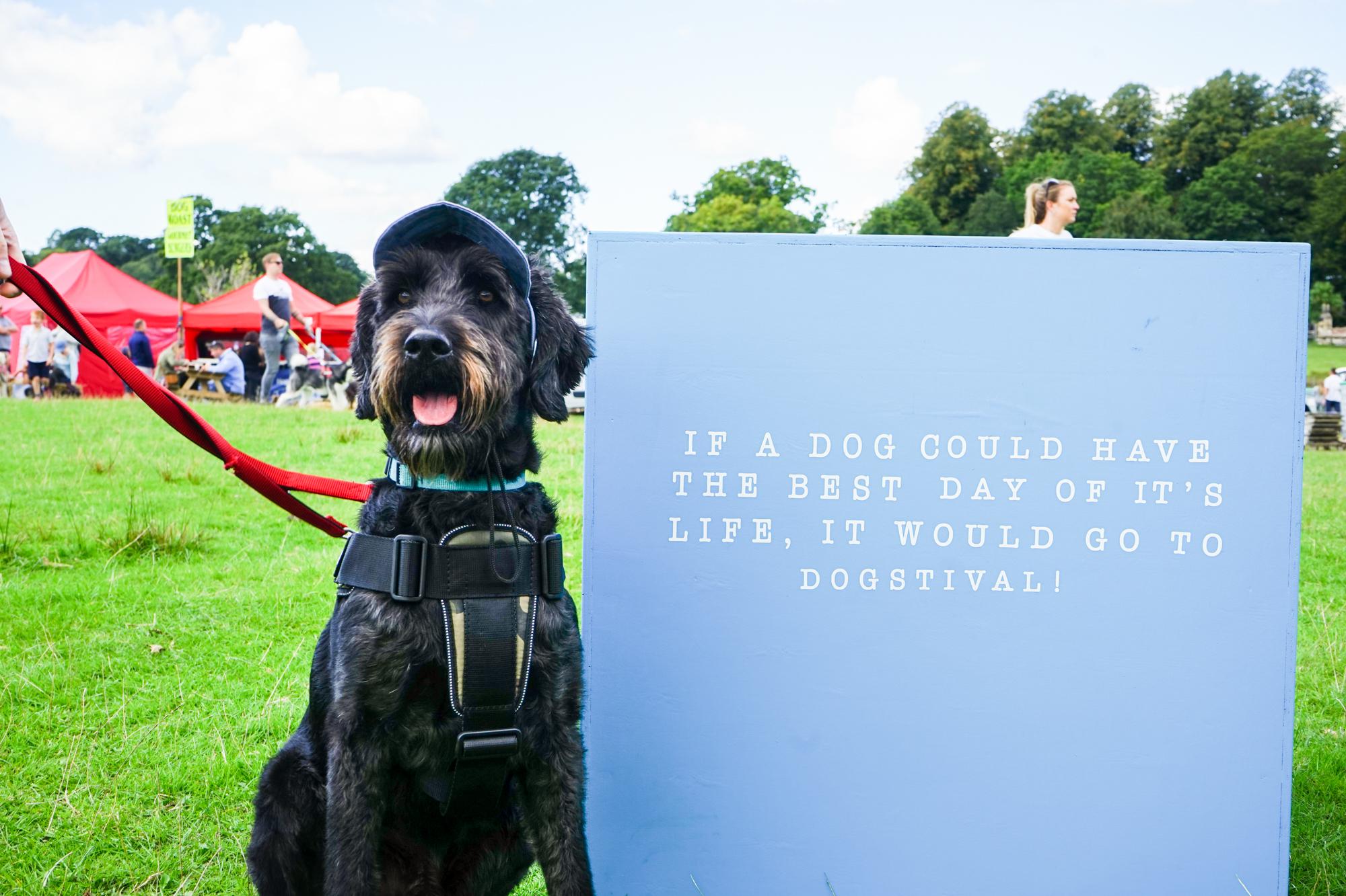 Dog Friendly Places Near Dogstival Dog Furiendly