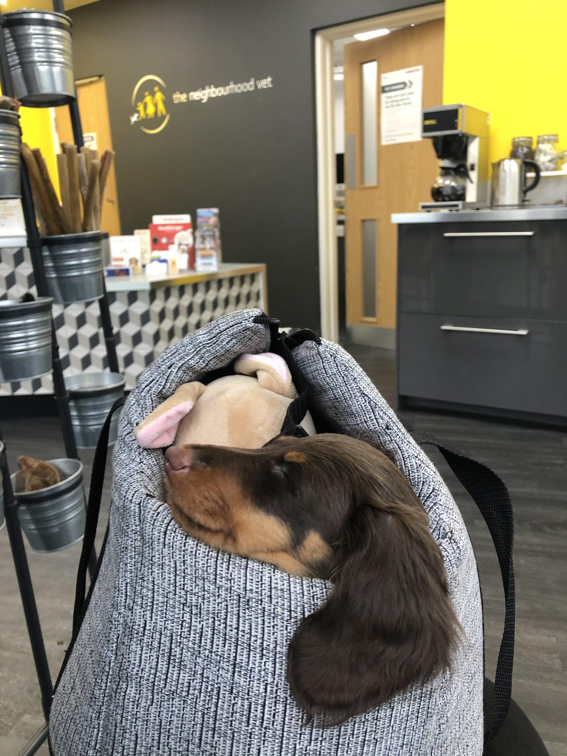 The Neighbourhood Vet Dog Furiendly