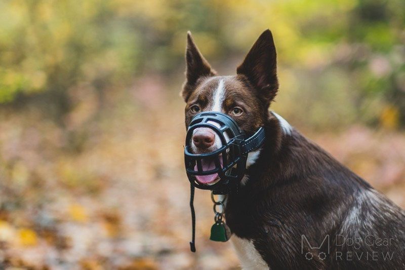 Mayerzon Basket Muzzle Review Dog Gear Review