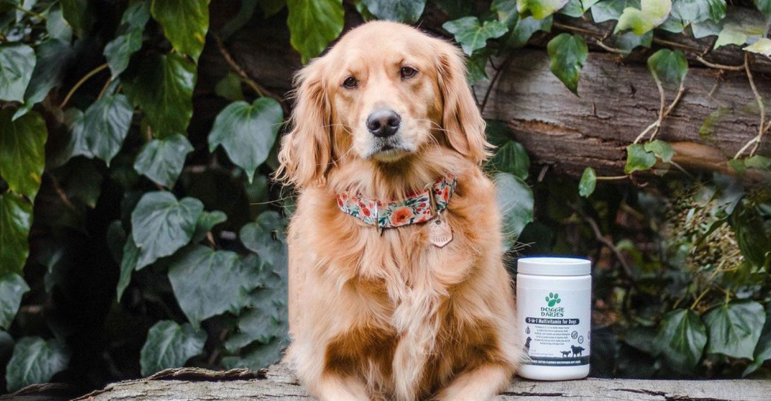 Frequently Asked Questions Doggie Dailies