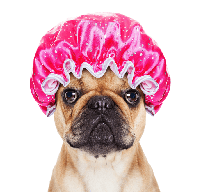 Doggie Avenue First Class Dog Grooming and Specialty Boutique Our