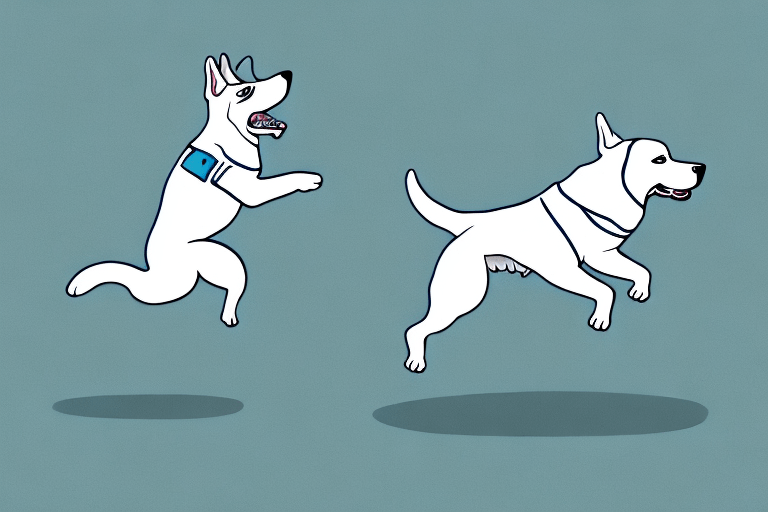 Dog Hops When Running