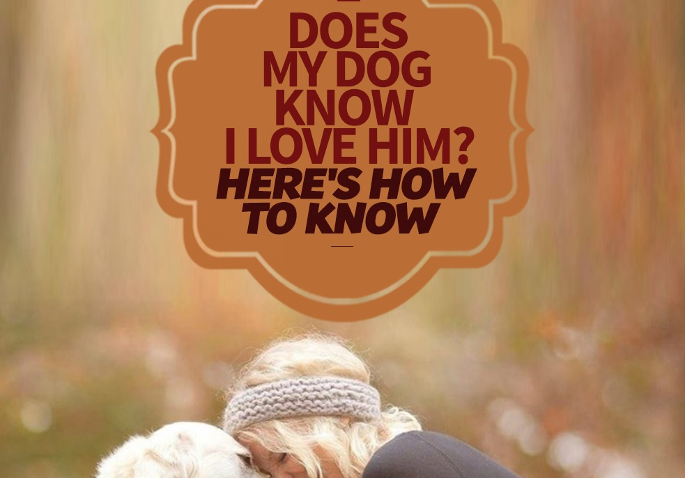 Does My Dog Know I Love Him? Here's How To Know