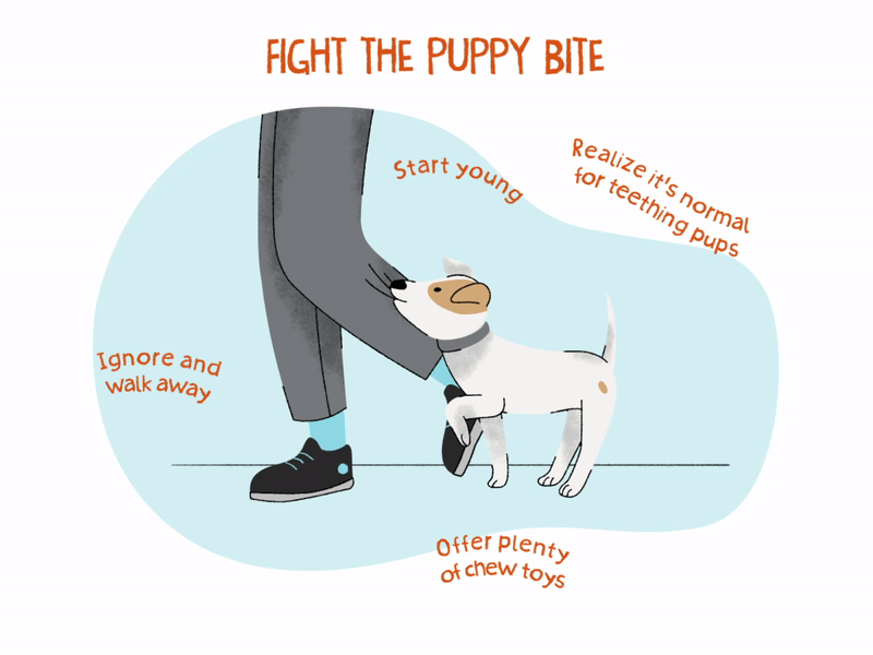 How To Make Dog Stop Biting Feet at Mabel Clausen blog