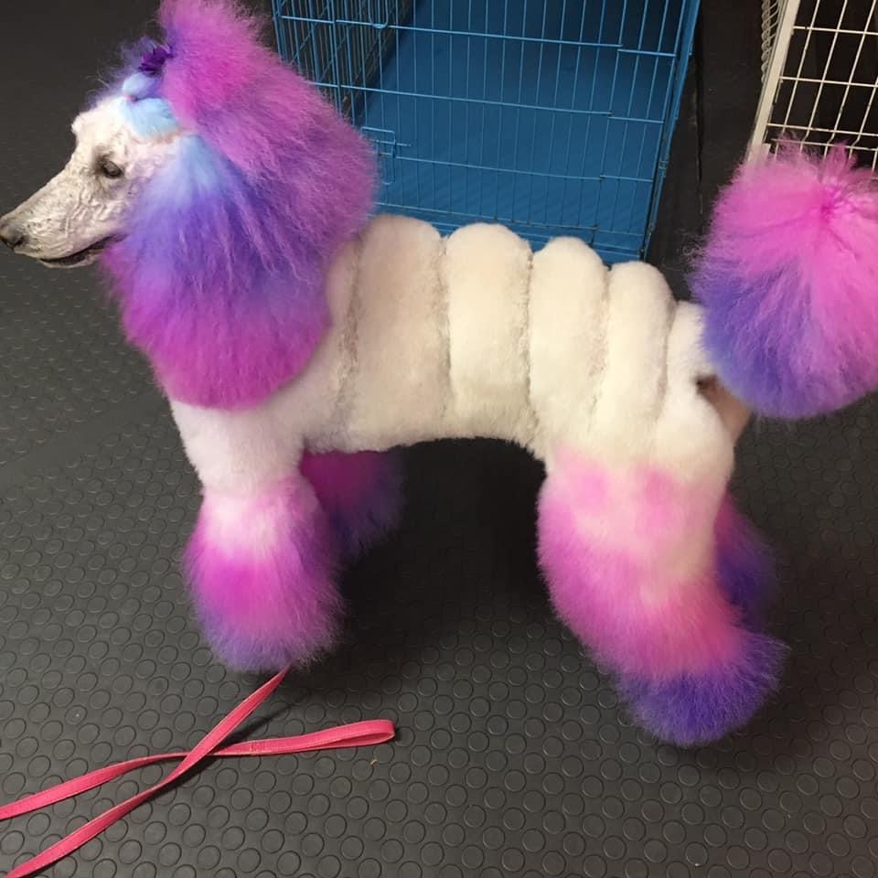 Joy Doggie Washerette