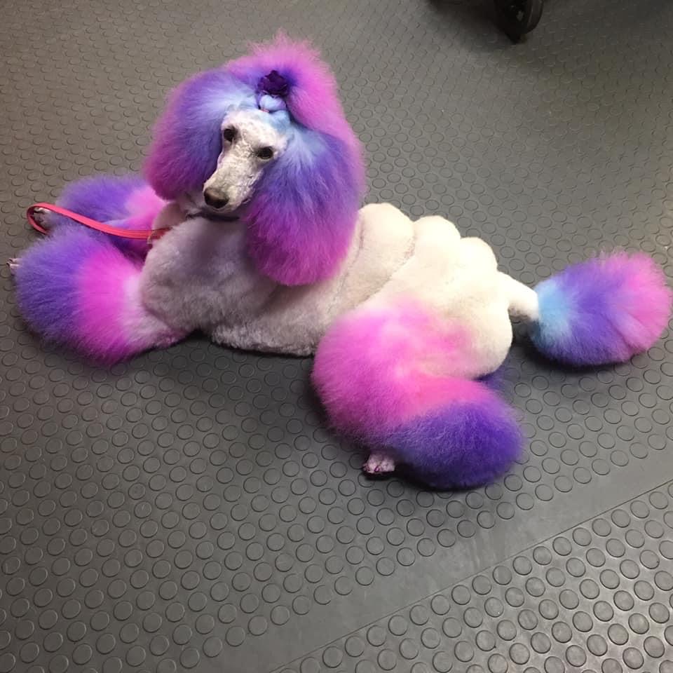 Joy Doggie Washerette