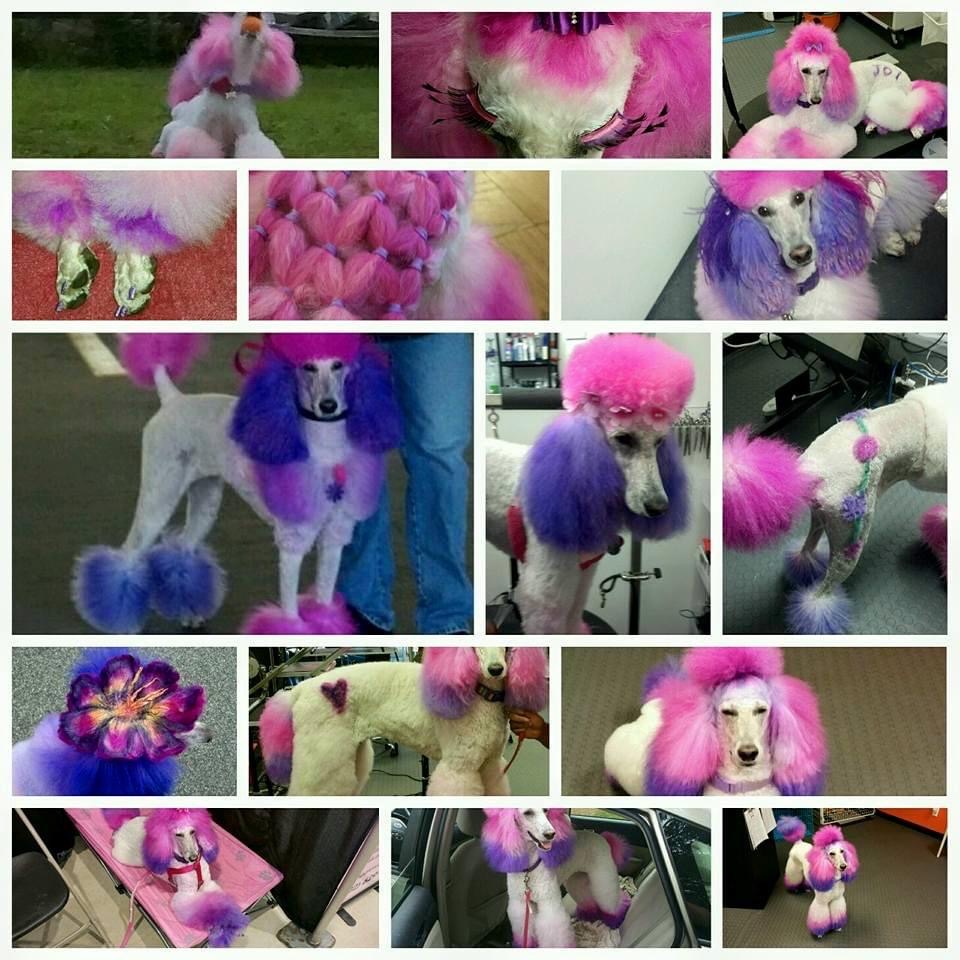 Joy Doggie Washerette