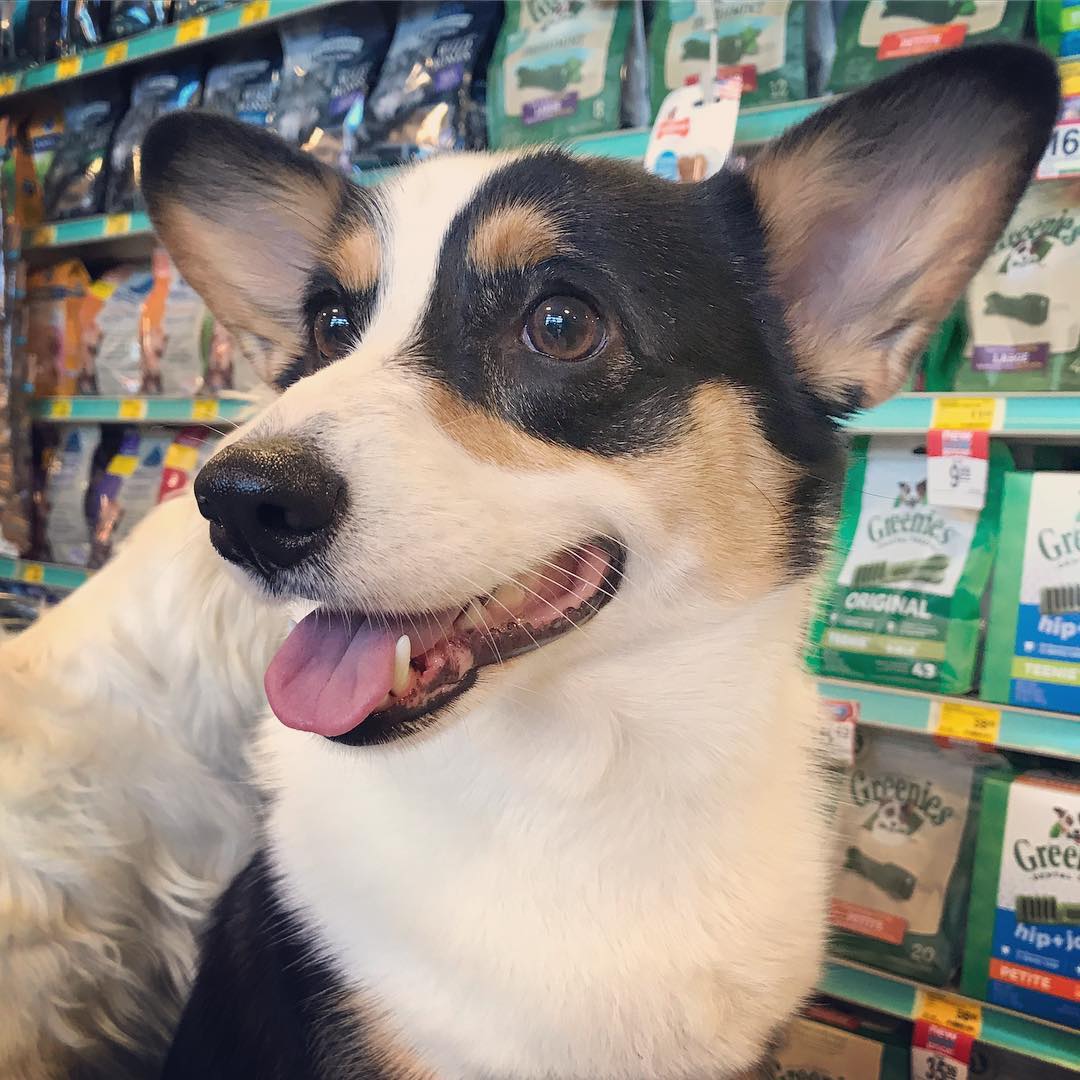 8 Retail Stores That Allow Doggos