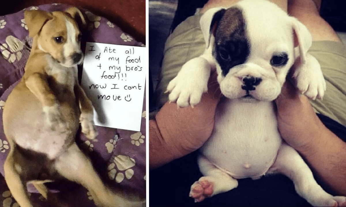 10+ Puppy Bellies That Are Too Cute To Be Real
