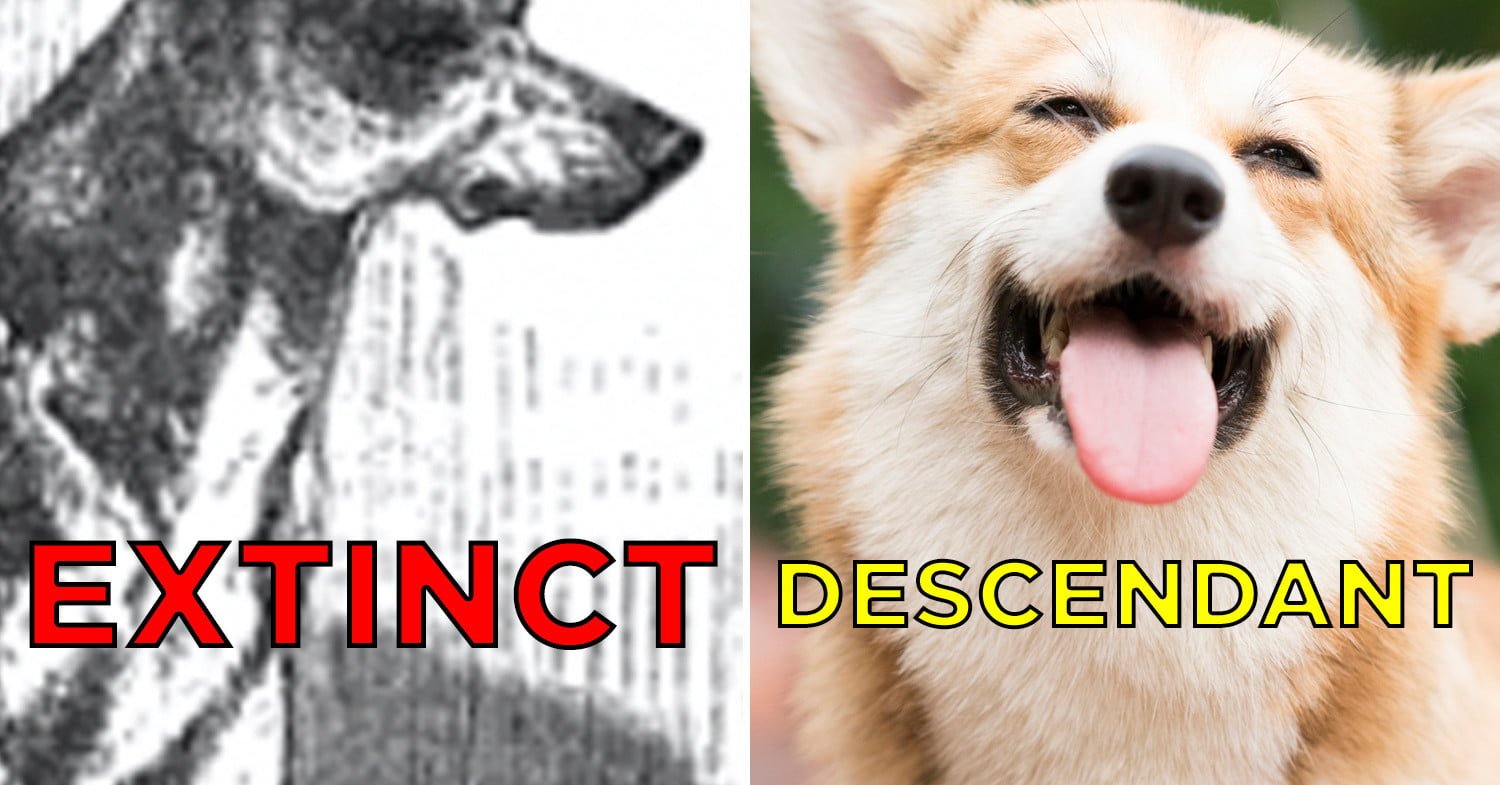 10+ Extinct Dog Breeds That You Probably Don't Know About