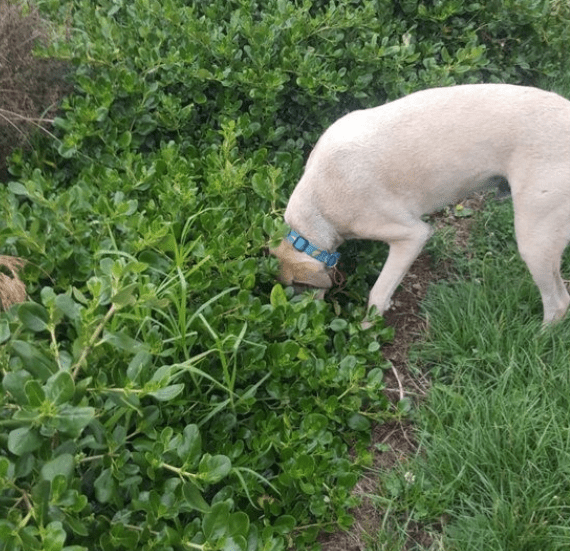 Hilarious Tweets About Dogs Who Do The Same Thing Every Day Over And Over