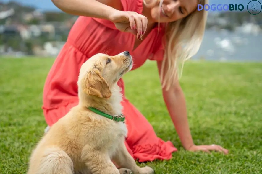 How to Teach a Dog to Sit? A Interesting Journey 2024