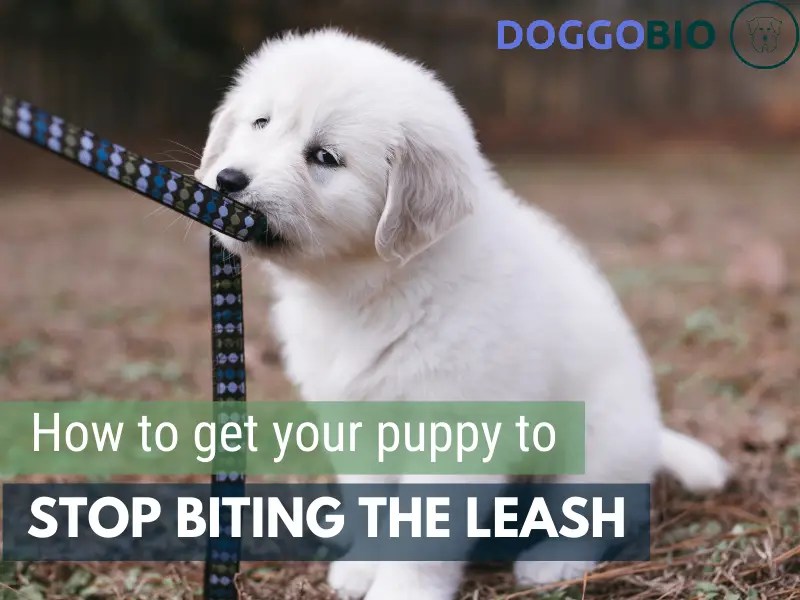 How To Stop Dog From Biting Leash Tips & Solutions 2024