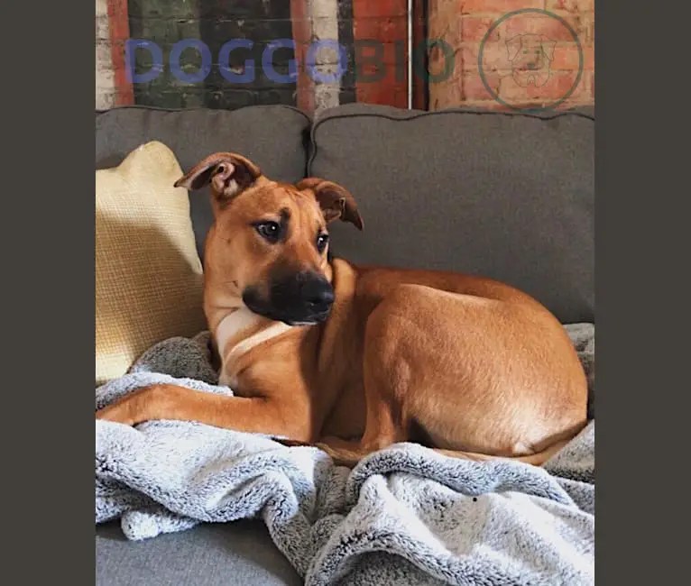 Belgian Malinois Pit Mix Interesting Fact You Need to Know 2024