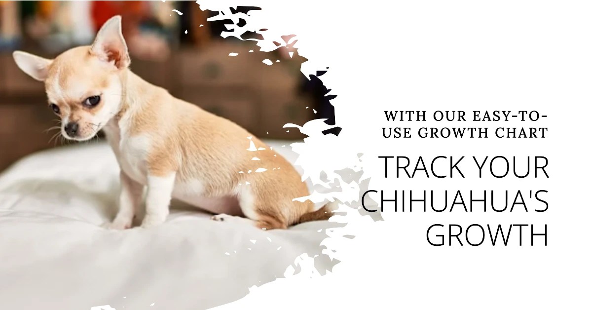 Chihuahua Growth Chart: Track Your Pet's Development
