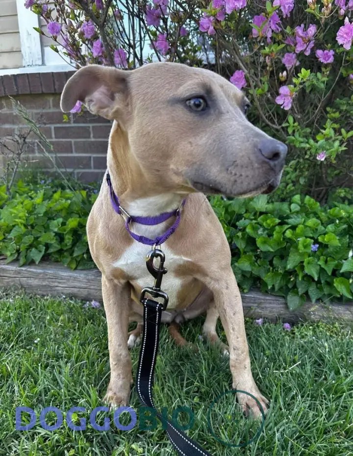 Greyhound Pitbull Mix A Unique Blend of Speed & Strength 2024