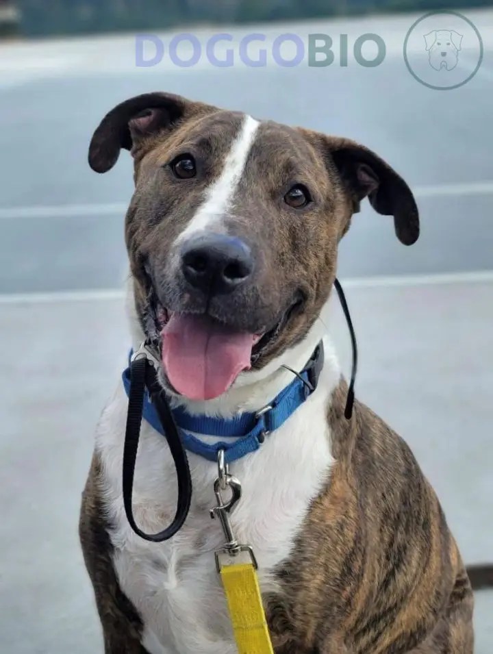 Greyhound Pitbull Mix A Unique Blend of Speed & Strength 2024