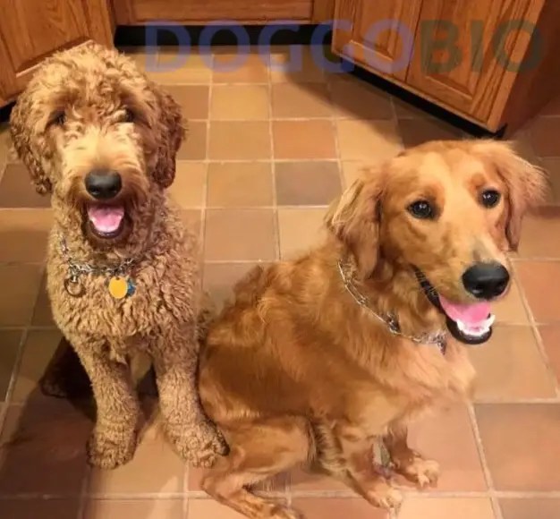 Straight Hair Goldendoodle Beauty Meets Love 2023