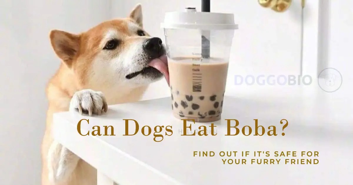 Can Dogs Eat Boba? The Shocking Truth Revealed 2024
