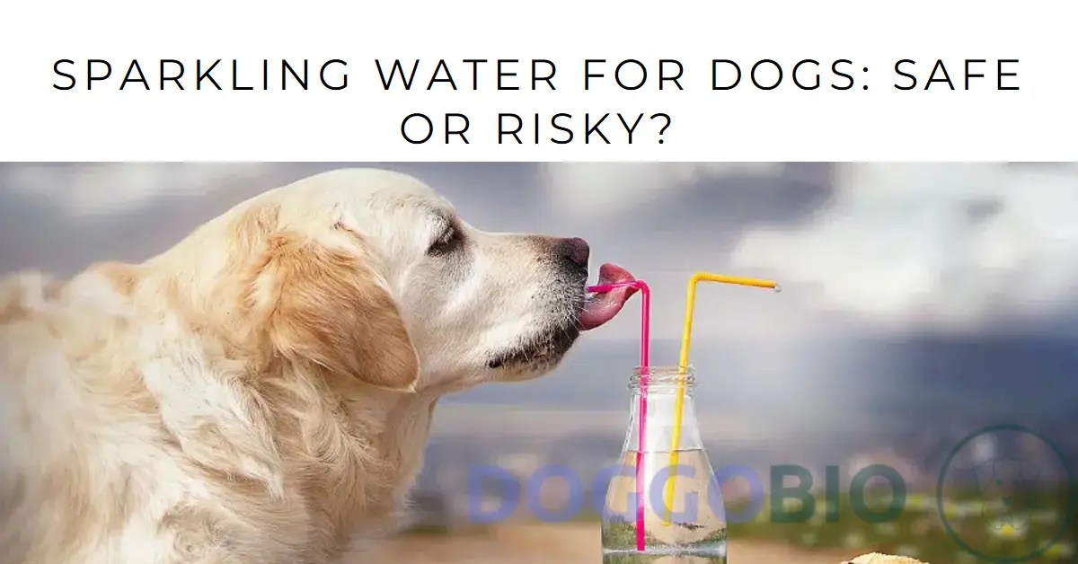 Can Dogs Drink Sparkling Water? Safe or Risky 2024
