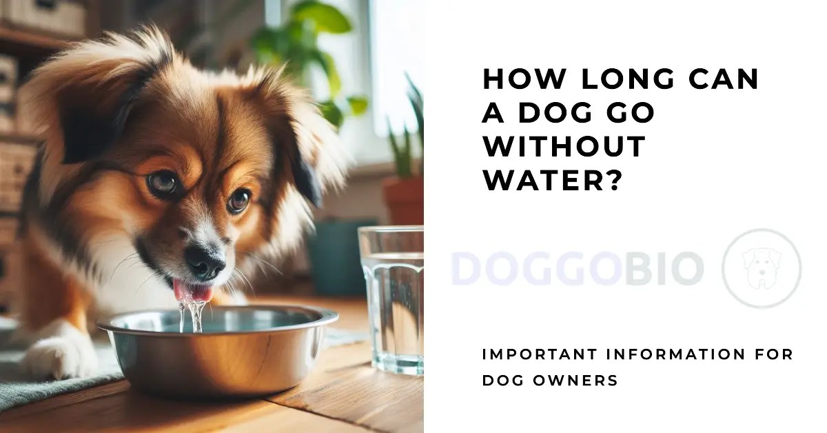 How Long Can A Dog Go Without Water? 2024