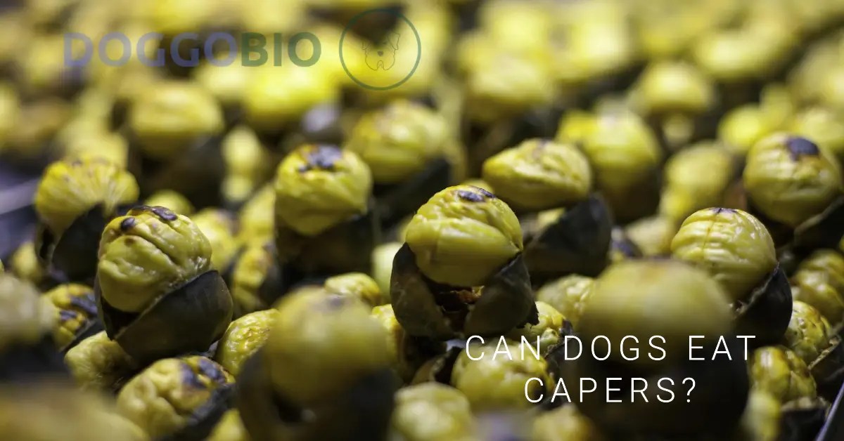 Can Dogs Eat Capers Unlocking the Mystery 2024