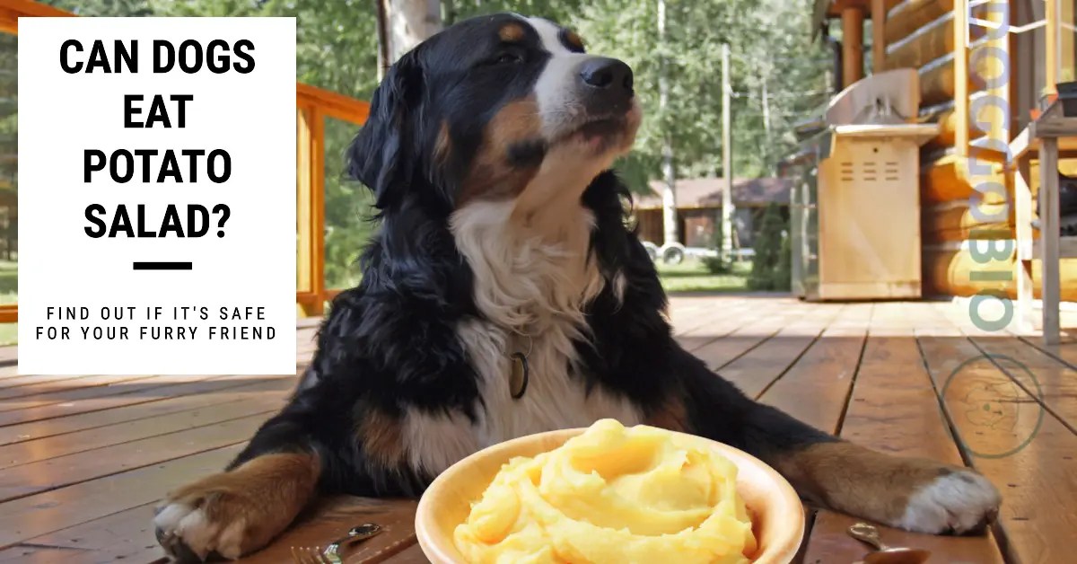 Can Dogs Eat Potato Salad? Navigating Safe Snacking! 2024