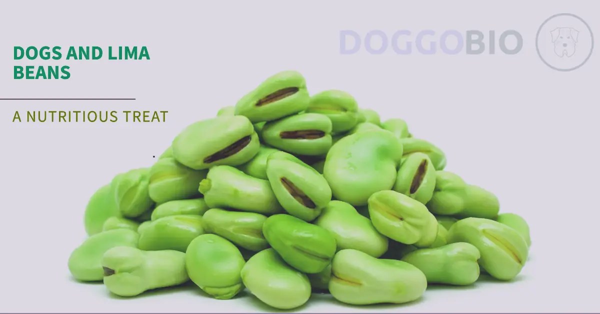 Can Dogs Eat Lima Beans? Amazing Reasons to Say Yes! 2024