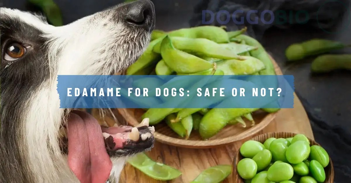 Can Dogs Eat Edamame? Revealing Benefits and Perils! 2024