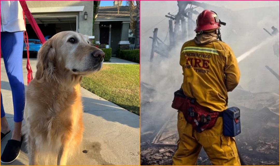 Golden Retriever Lauded by Firefighters for Saving Family from Fire in