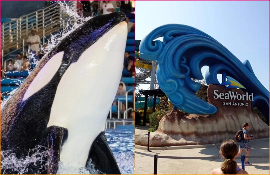 SeaWorld Antonio Announces Death of Youngest Orca Kamea Doggodigest