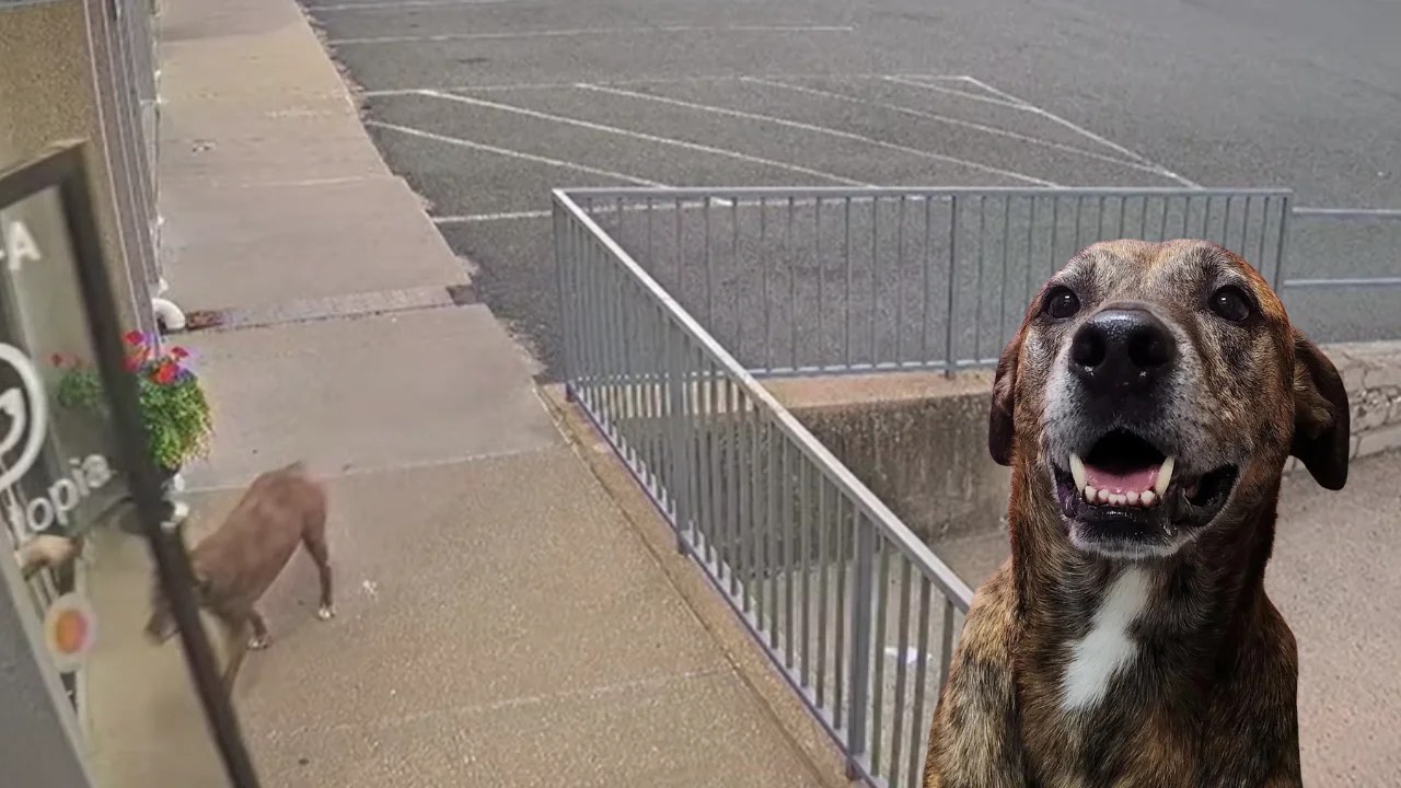 Escape Artist Dog Disappears Running 1 Mile From Home To Visit His