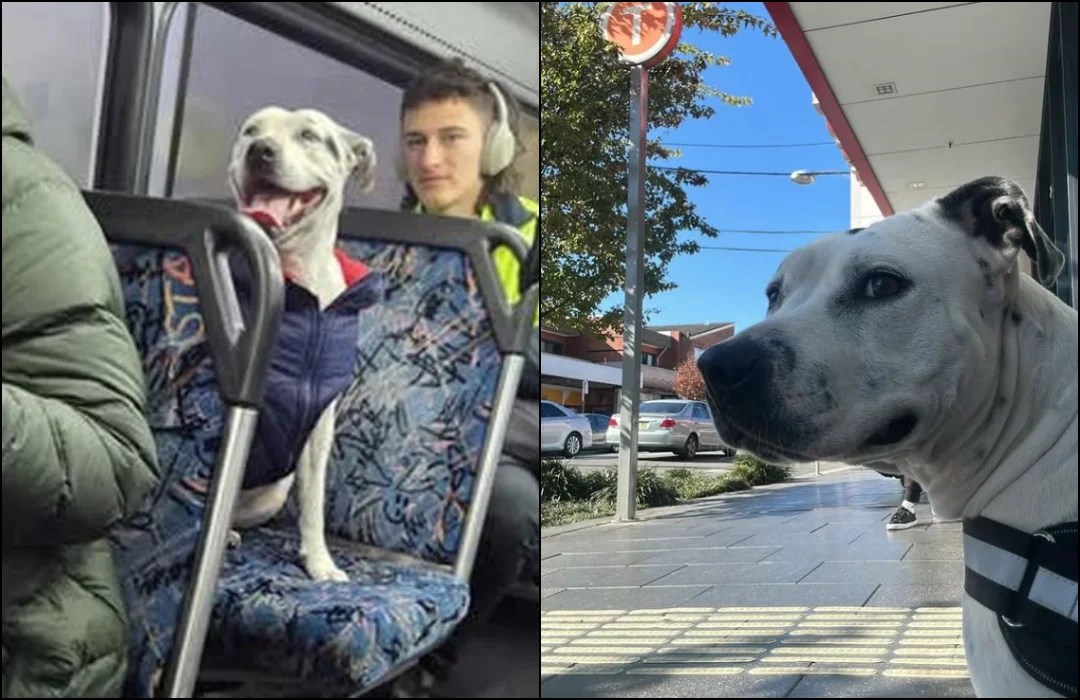 Lost Dog Takes a Public Bus Ride Alone, Sparking a CityWide Hunt For