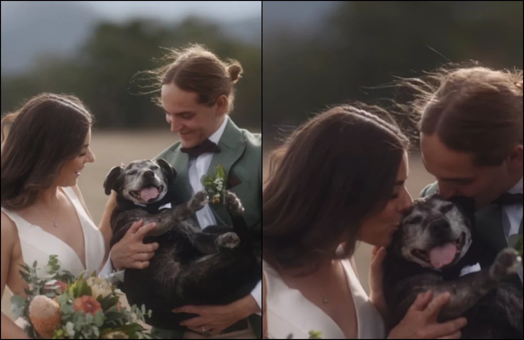 Couple Honors Senior Sick Dog At Their Wedding Just Before Having to