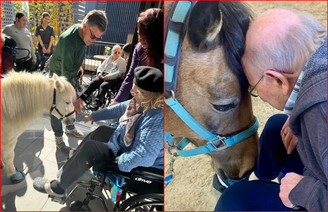 Miniature Therapy Horses Bring Comfort to N.Y.C. Seniors Doggodigest