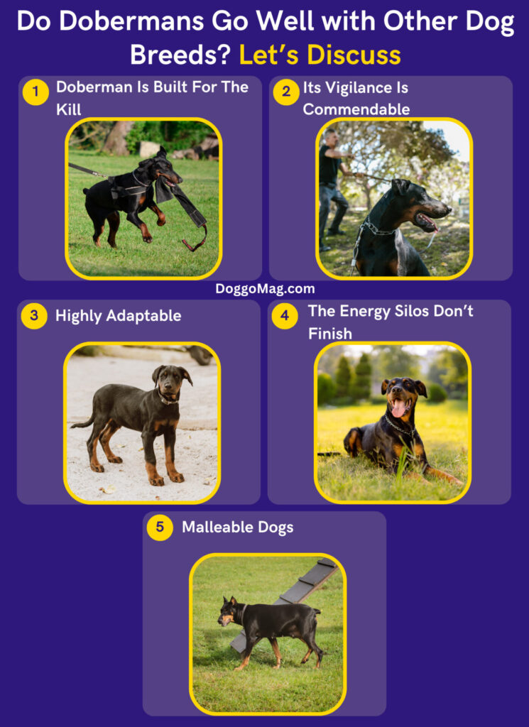 Are Dobermans Good With Other Dogs? How To Train Them? DoggoMag
