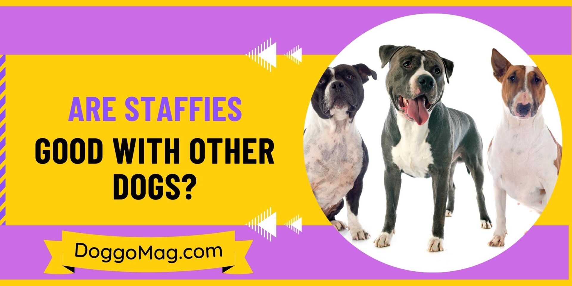 Are Staffies Good With Other Dogs? Factors to Know DoggoMag