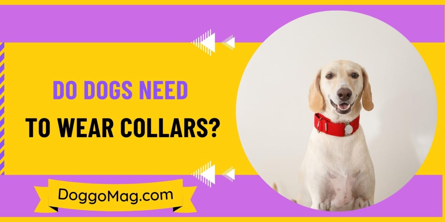 Do Dogs Need To Wear Collars? [4 Genuine Reasons] DoggoMag