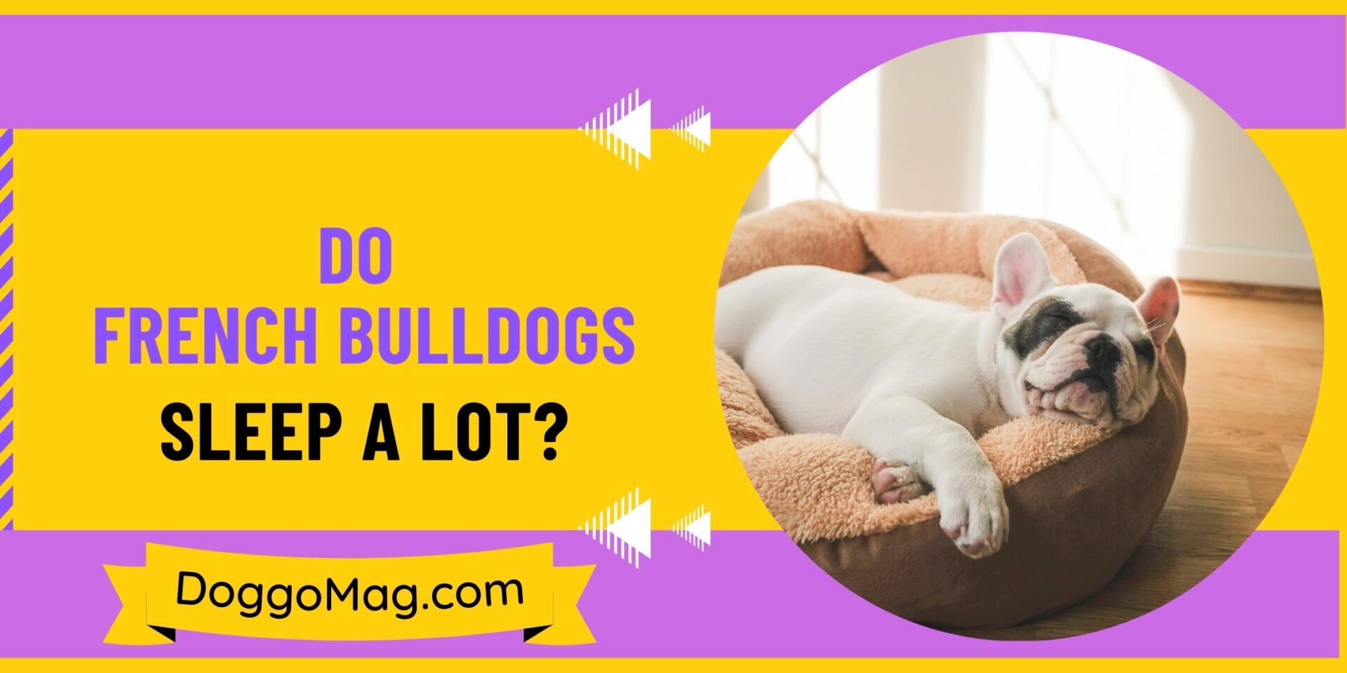 Do French Bulldogs Sleep A Lot? 3 Alarming Reasons That Could Harm Your