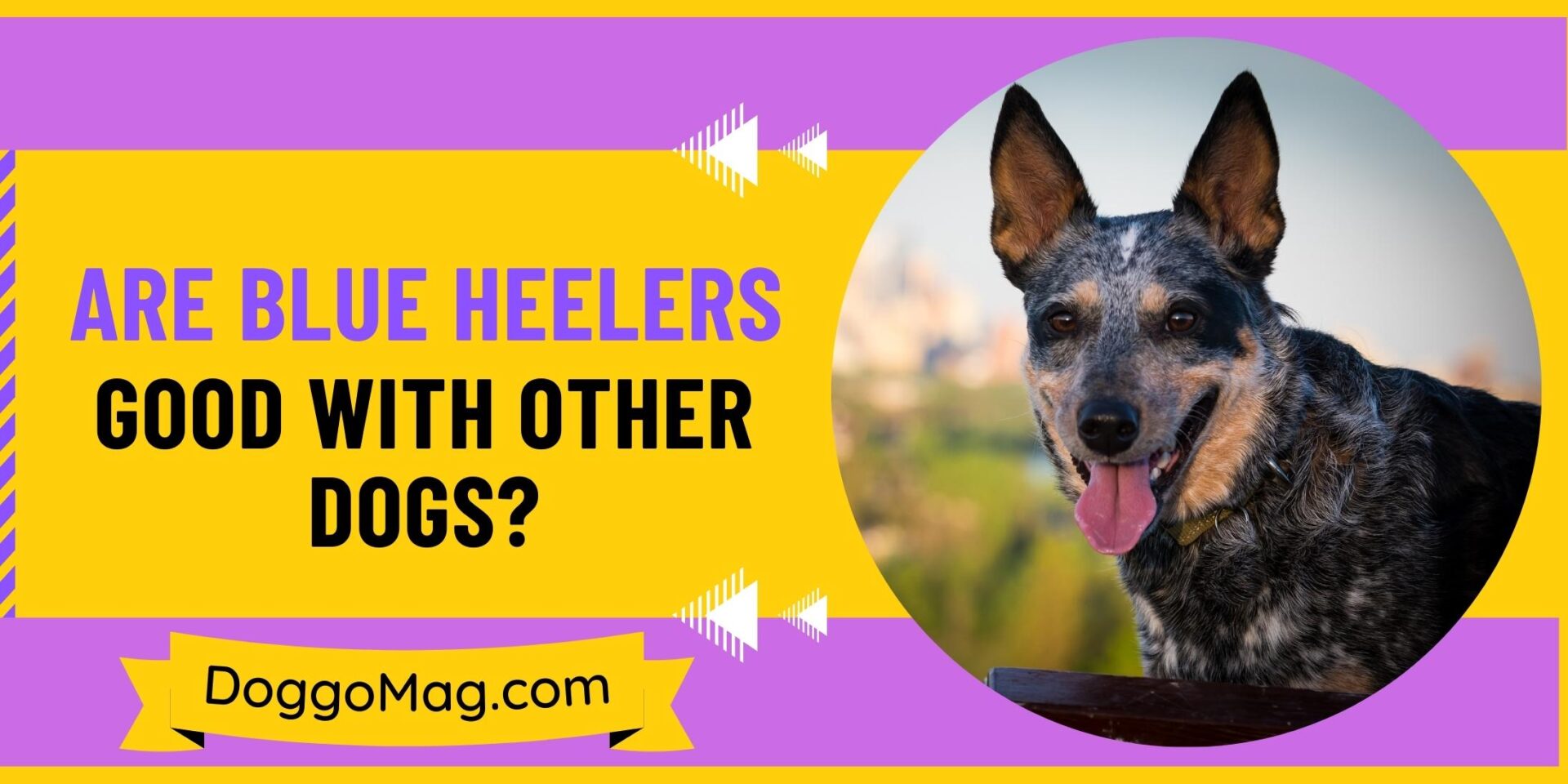 Are Blue Heelers Good With Other Dogs? 6 Genuine Traits To Look For