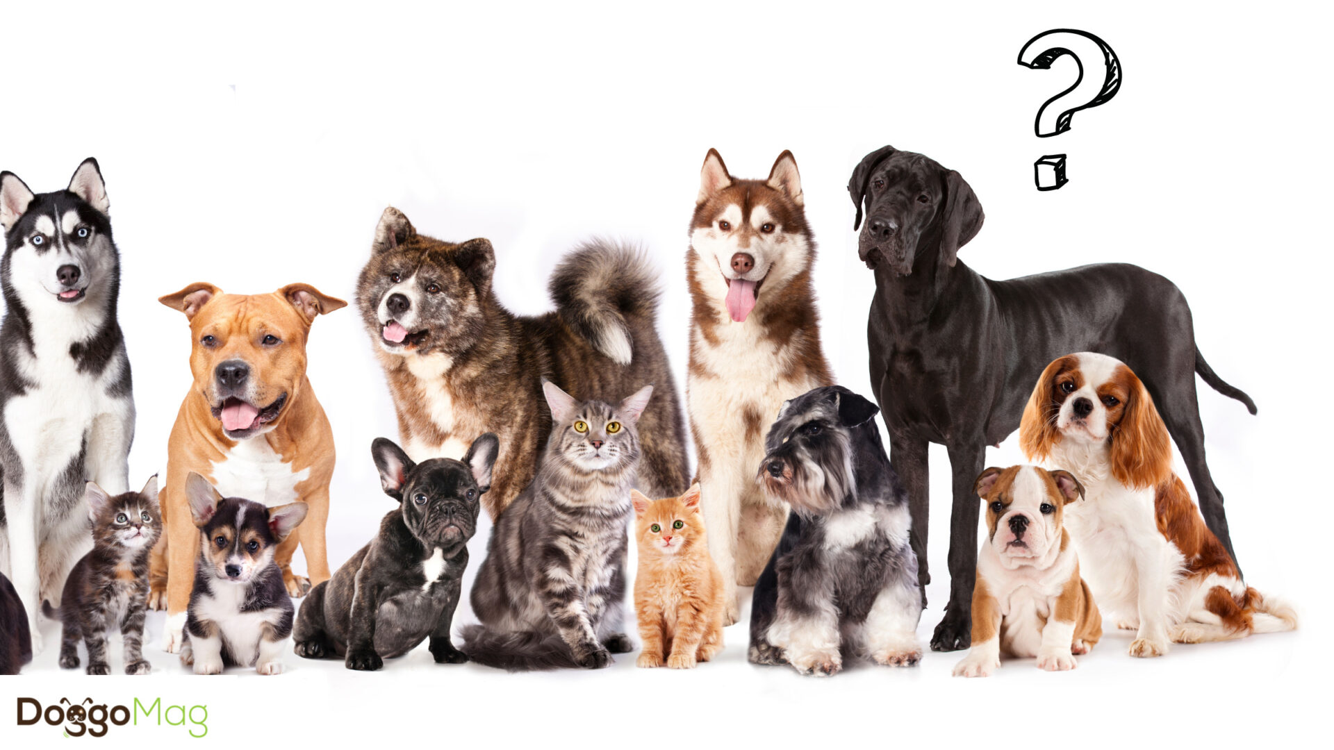 Are Great Danes Good With Other Dogs? 5 Indisputable Reasons They Are